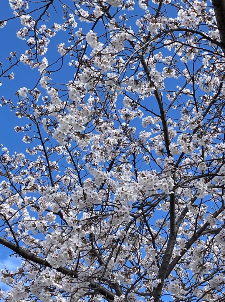桜満開