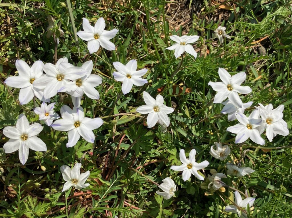 野の花