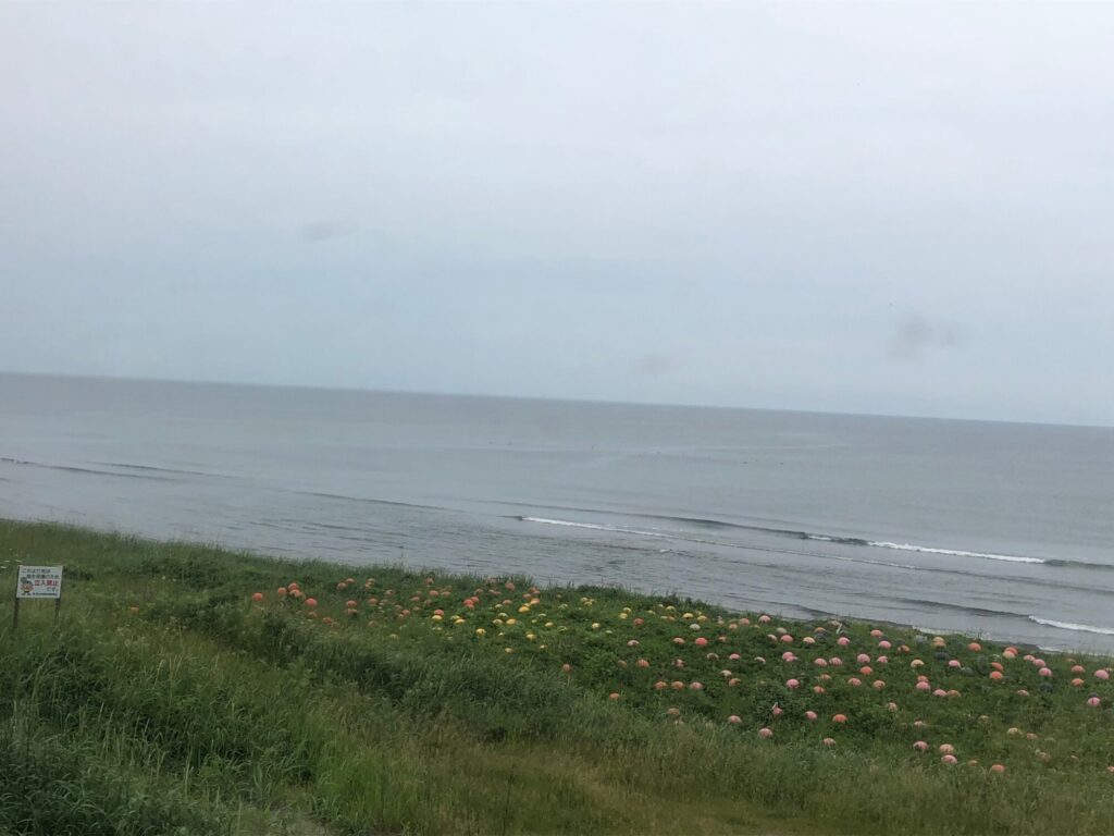 原生花園・オホーツク海